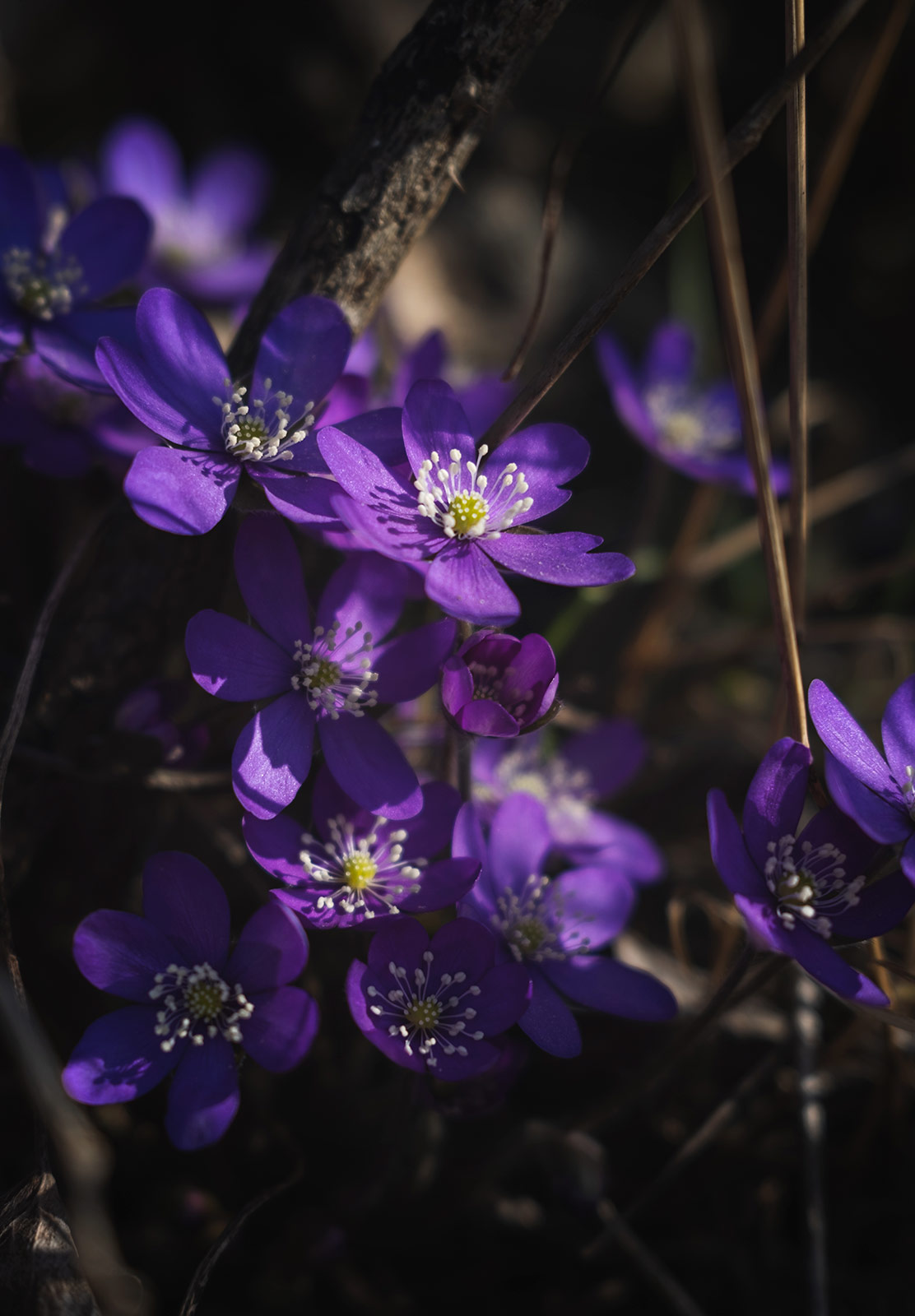 Purple flowers
