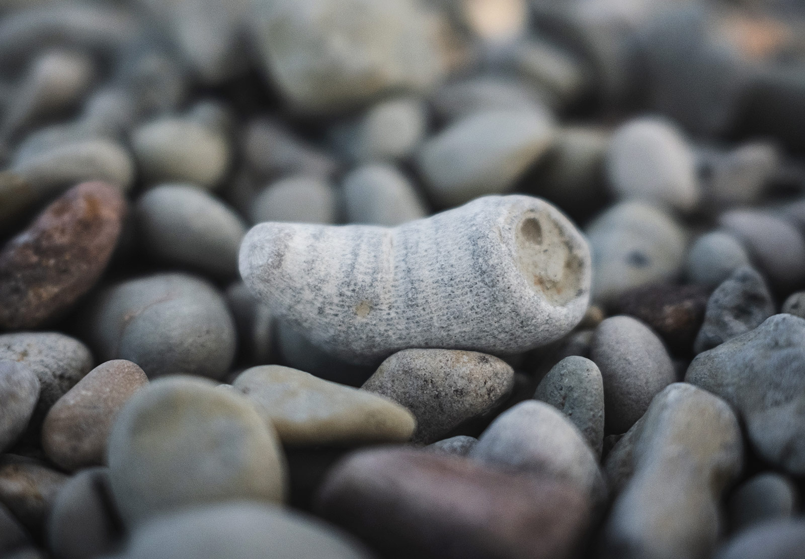 Finger like coral fossil