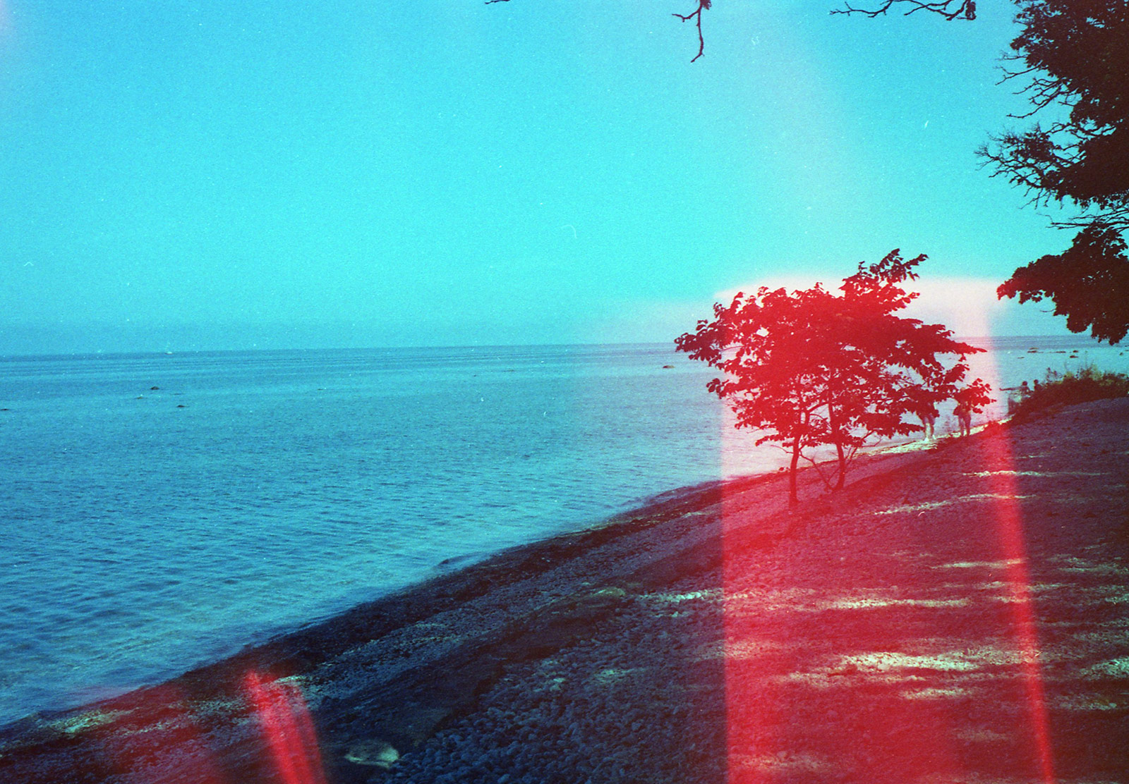 Trees next to beach
