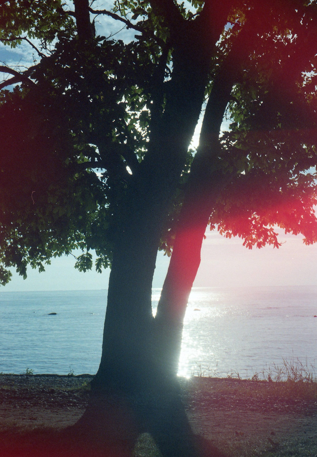 Tree in front of the sea