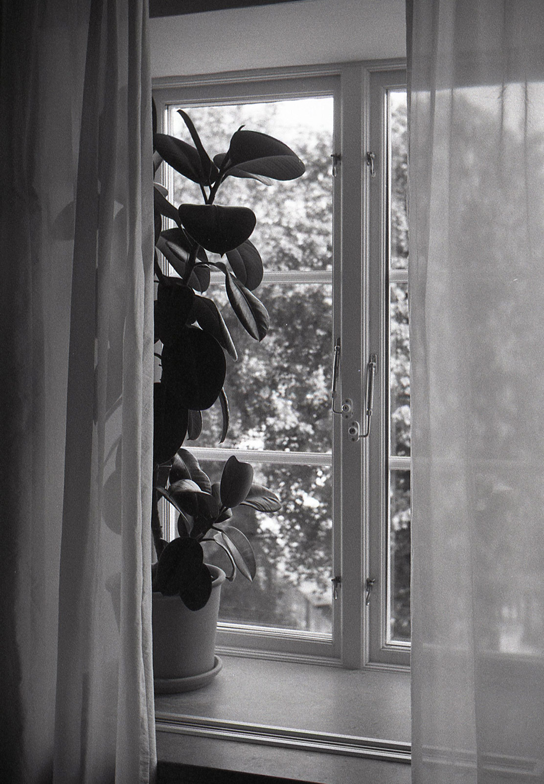 Plant on windowsill