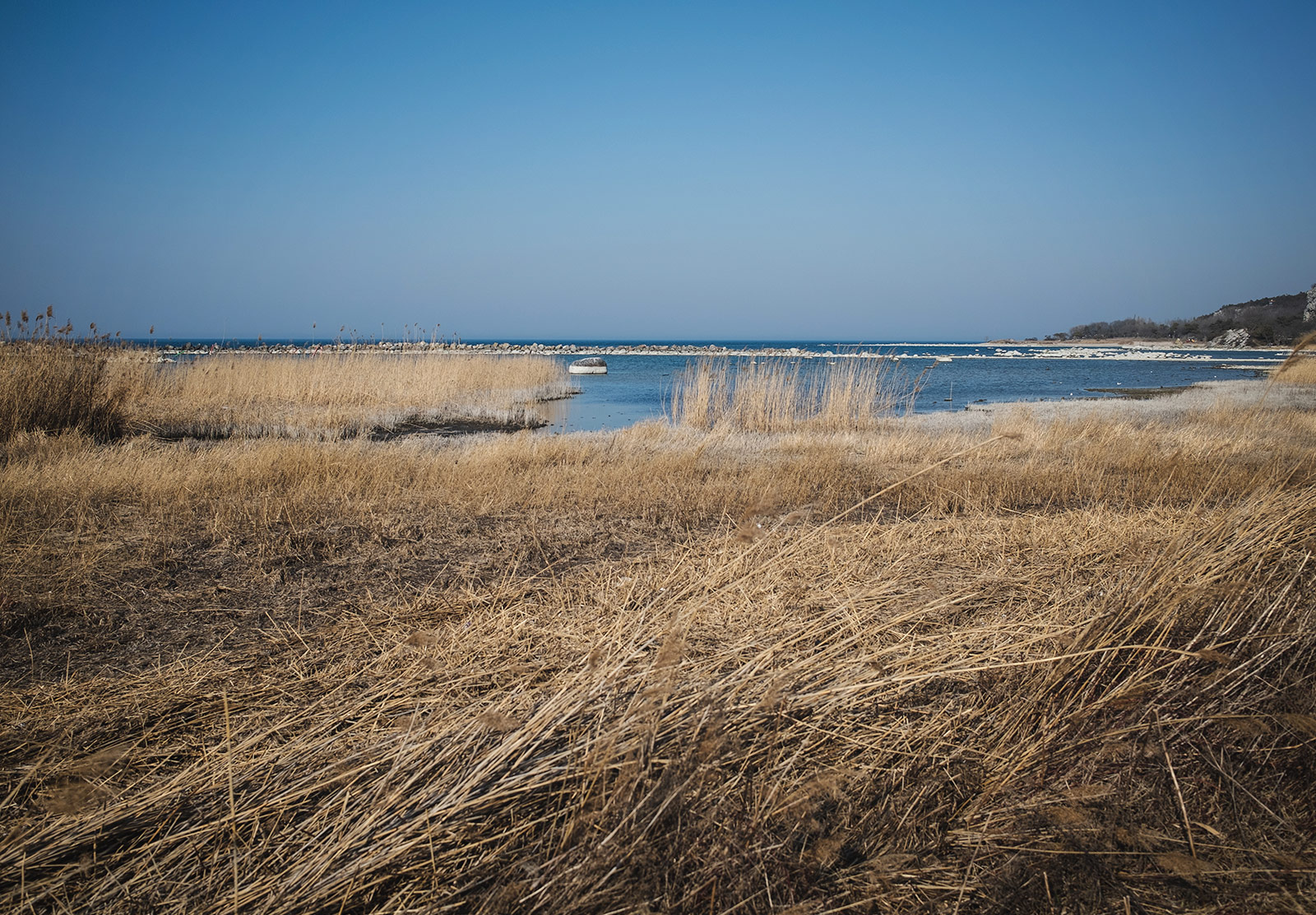 Reeds in the sea