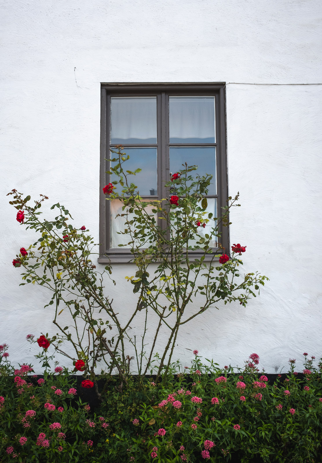 Red roses against window