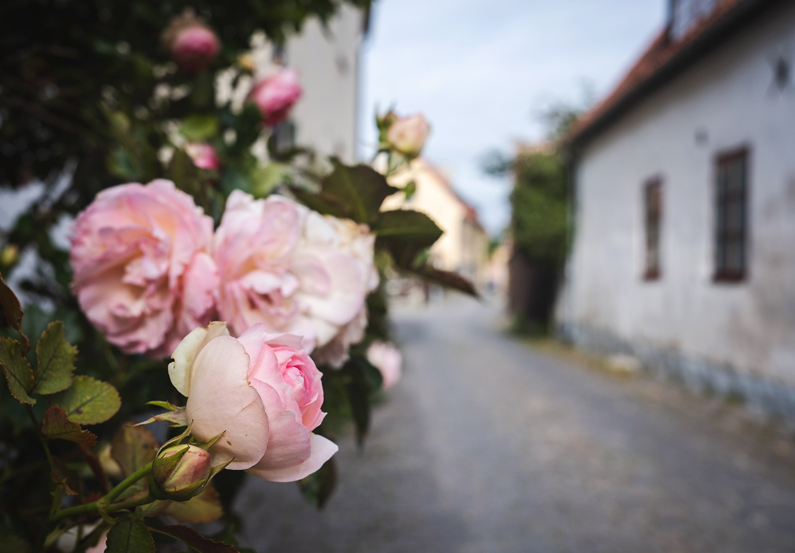 Pink roses