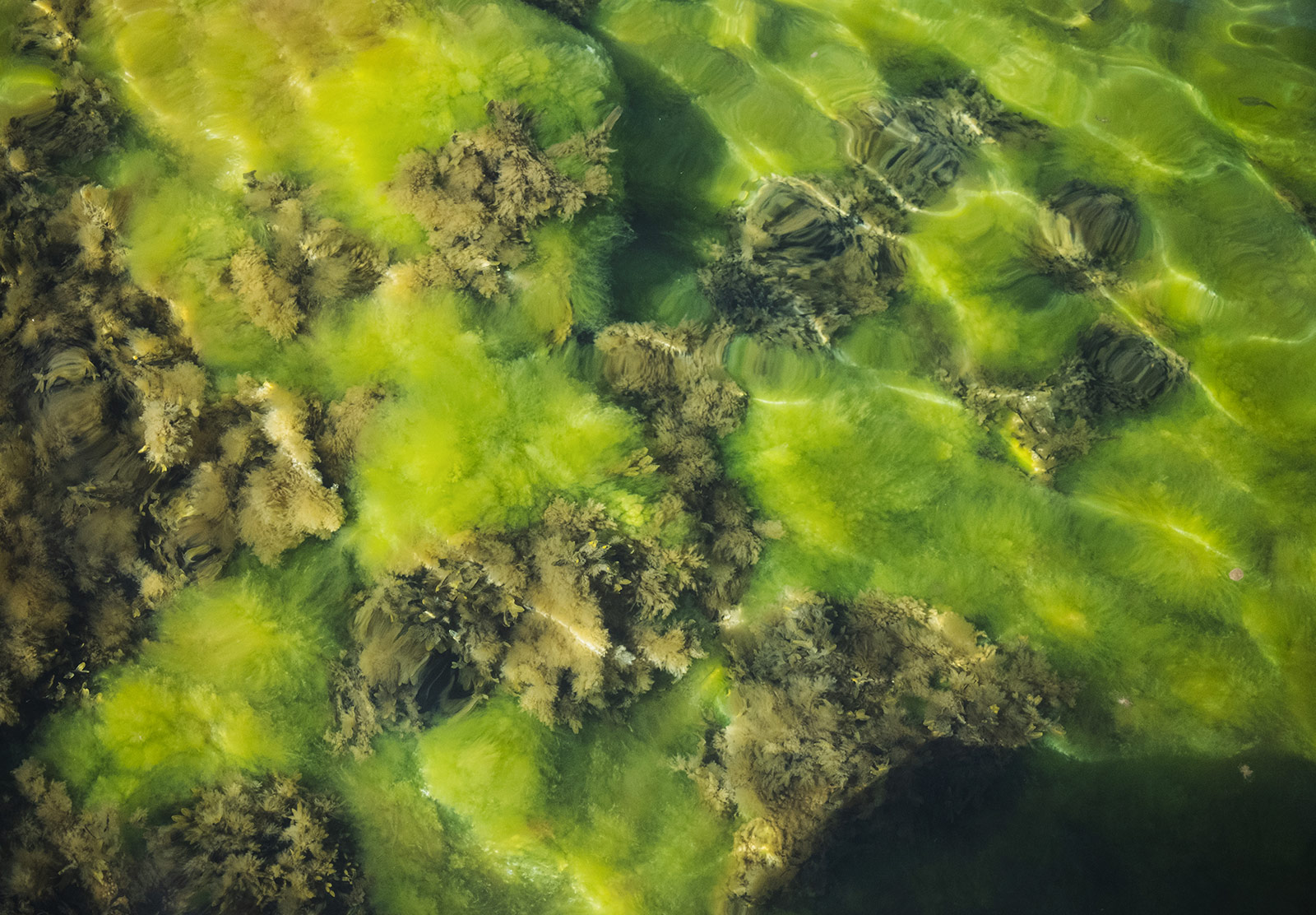 Bright green plants in clear sea water