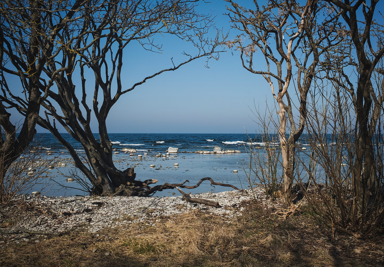 Ocean through trees