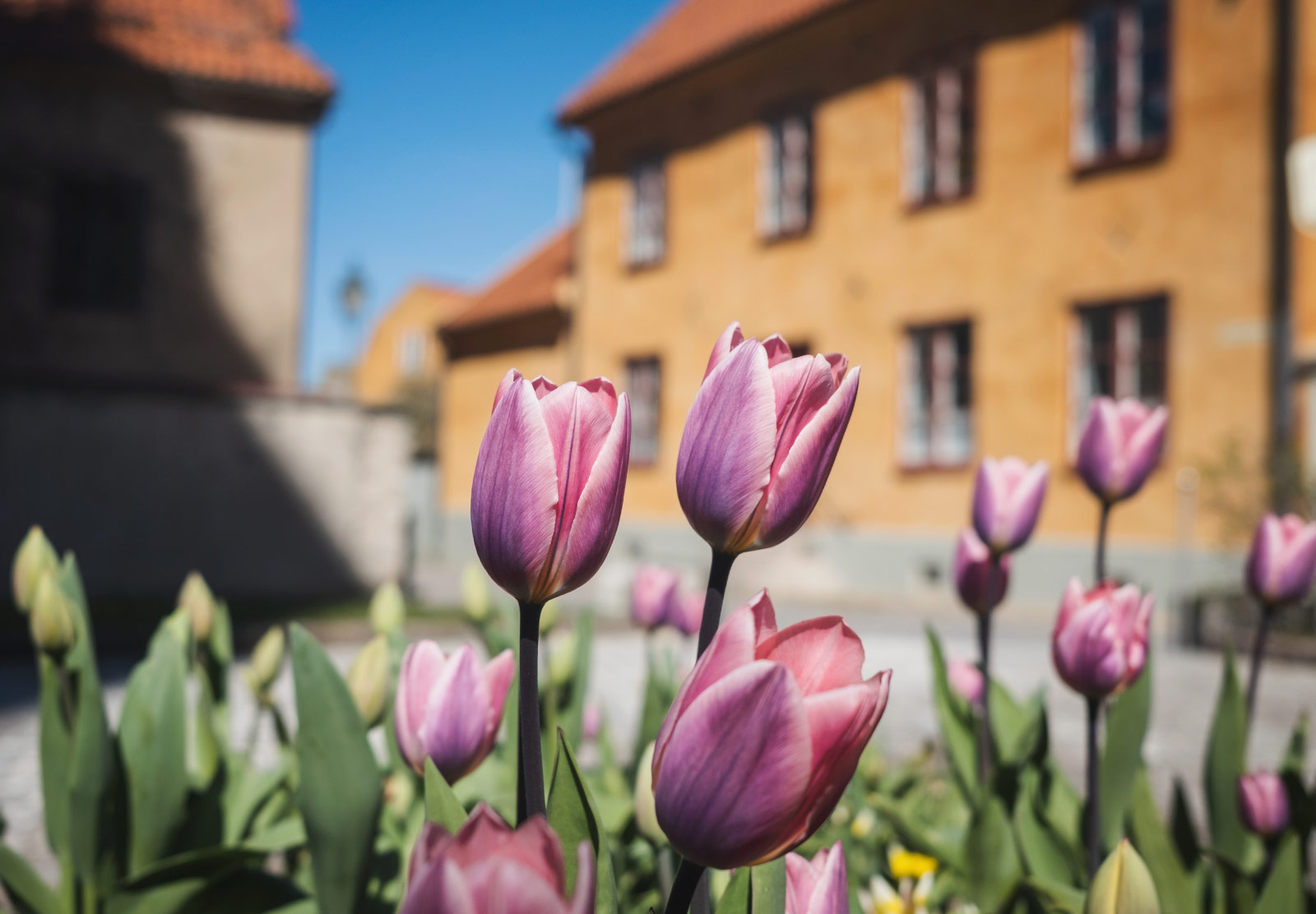 Tulips in the sun