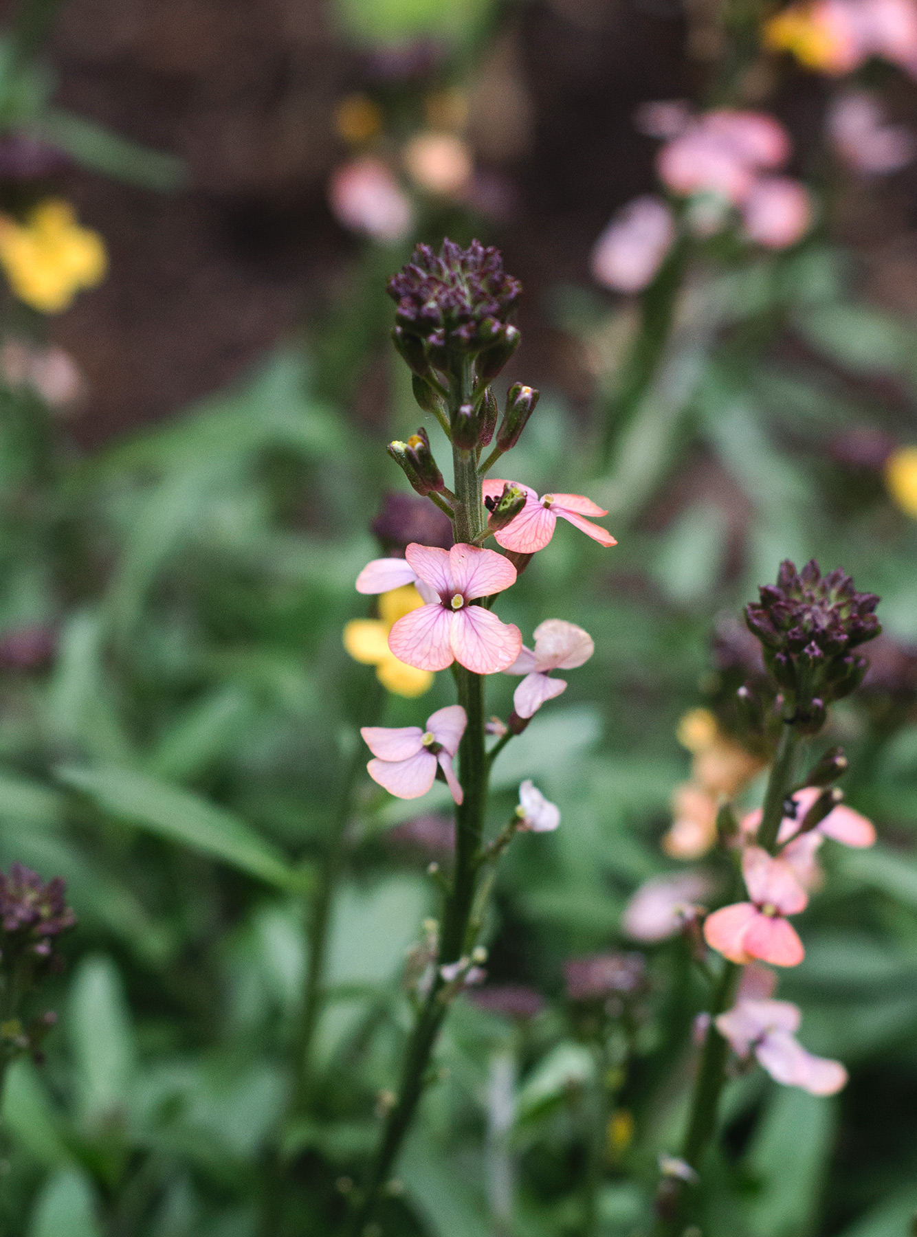 Variegated petals