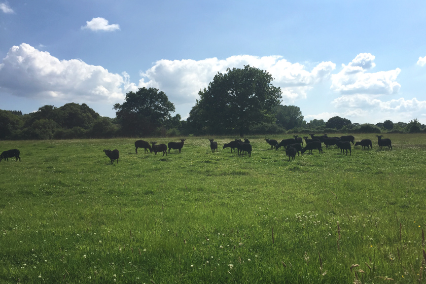 Sheep in field and blue skies
