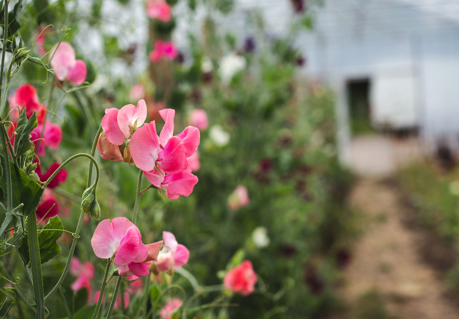 Pink sweet pea flowers