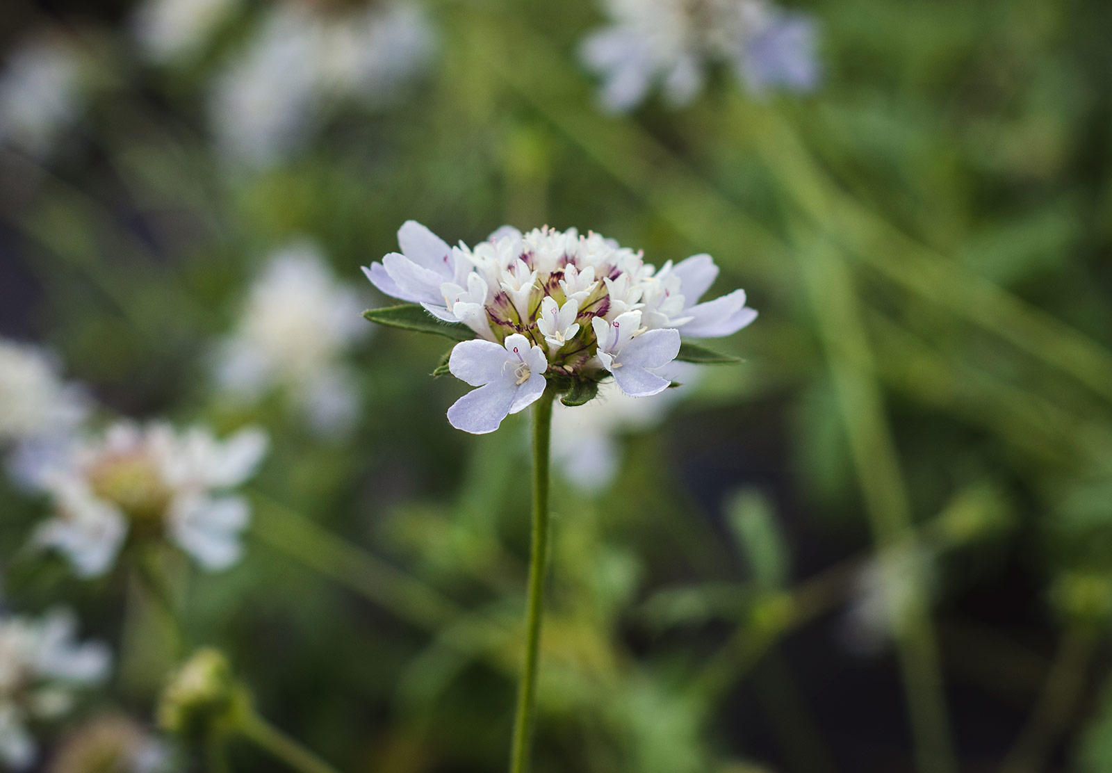 Pale blue petals