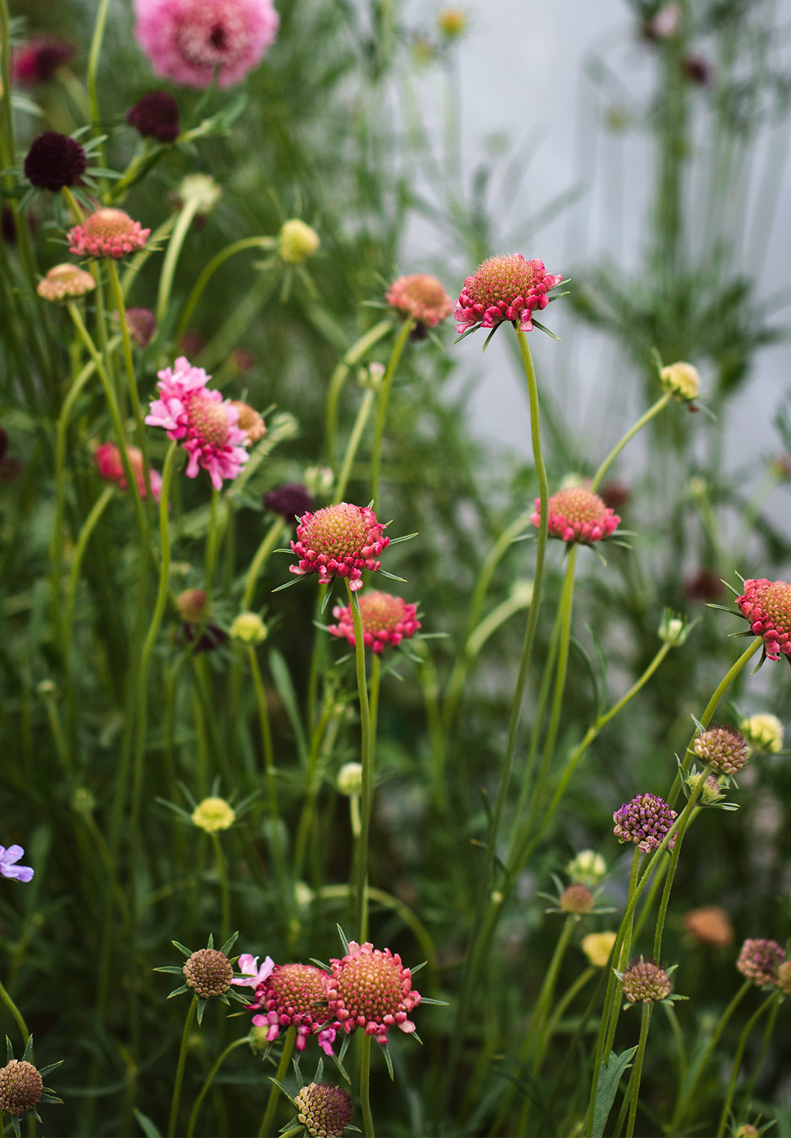 Tall pink flowers