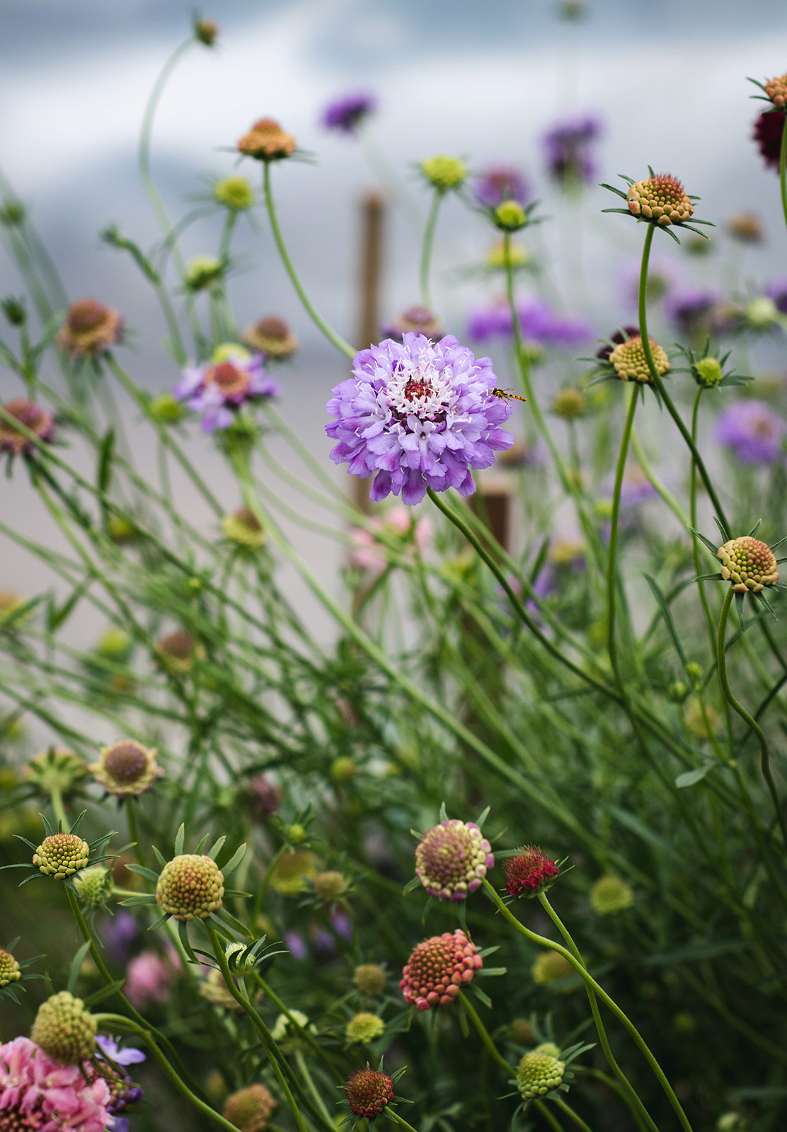 Purple flower and insect