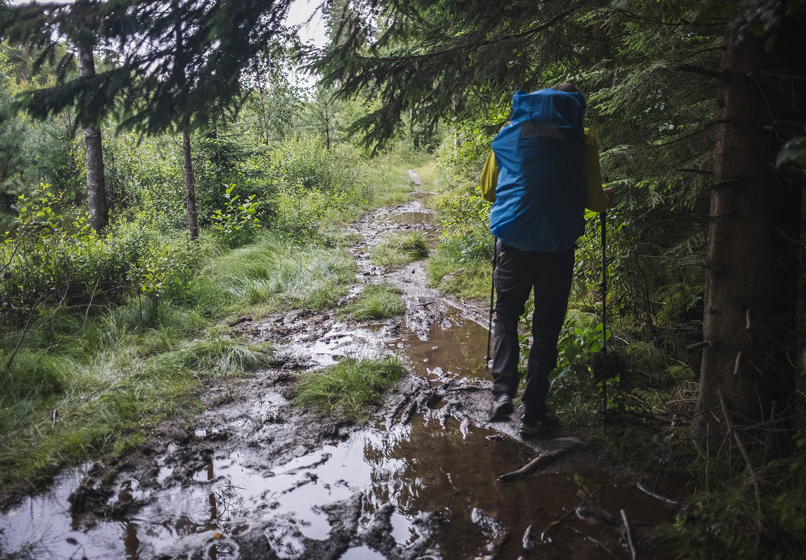 Man walking on a waterlogged forest path