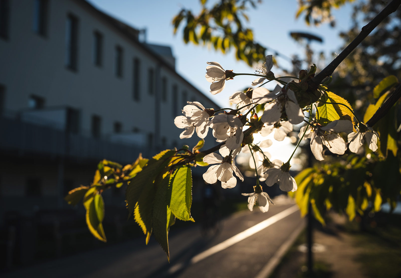 White blossom in the sun