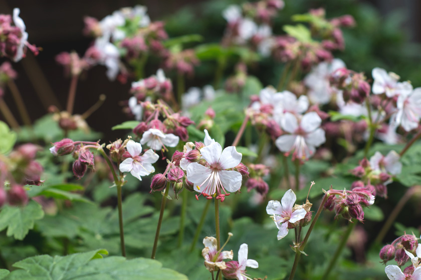White geraniums