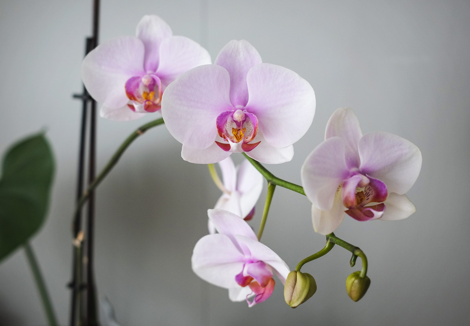 White orchid with pink centre