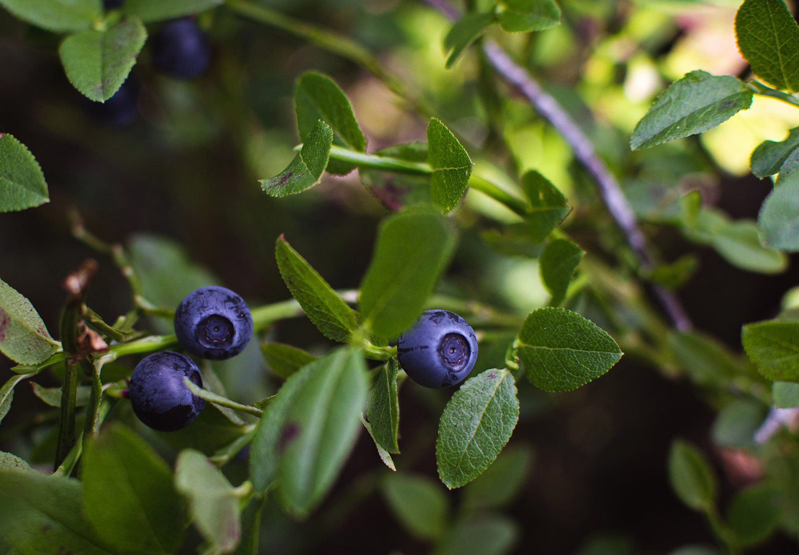 Purple berries