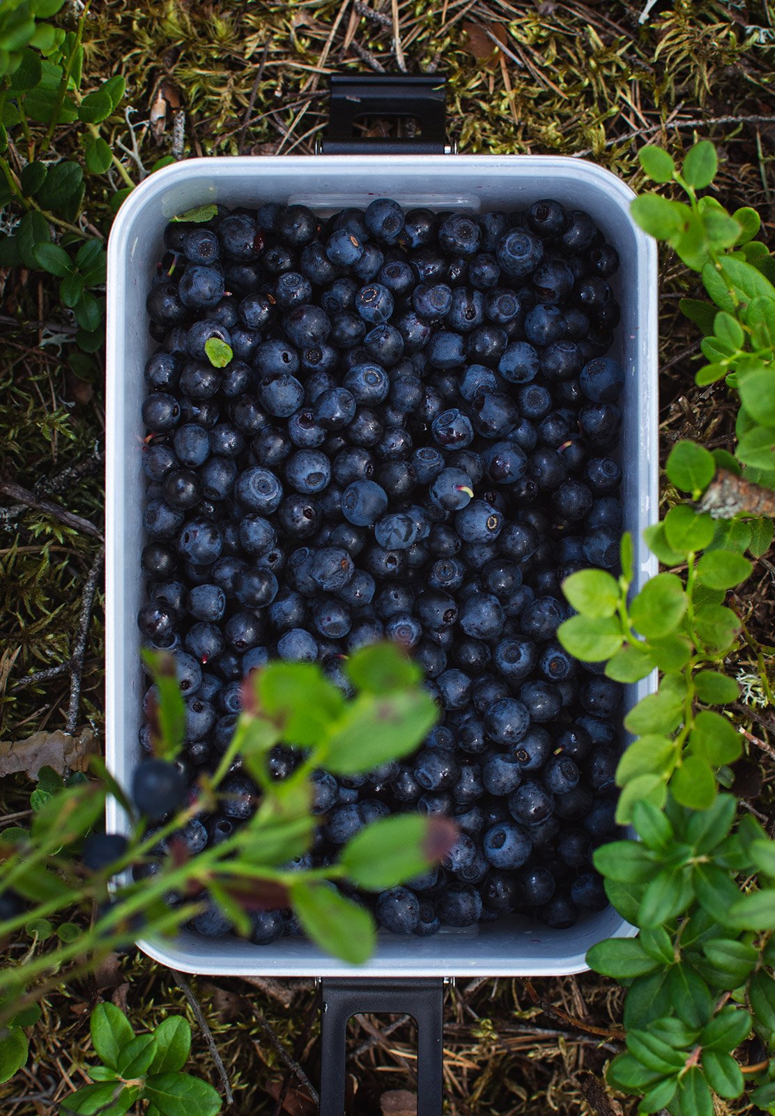 Pot of blueberries