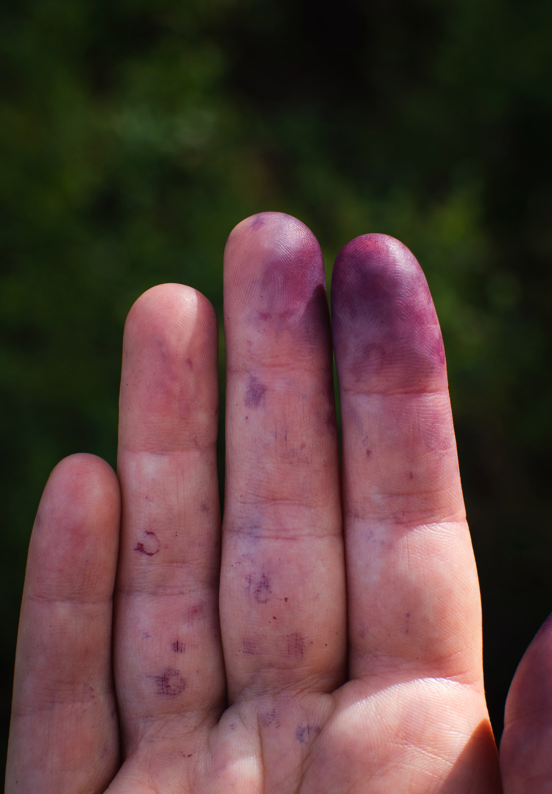 Purple stains on fingers