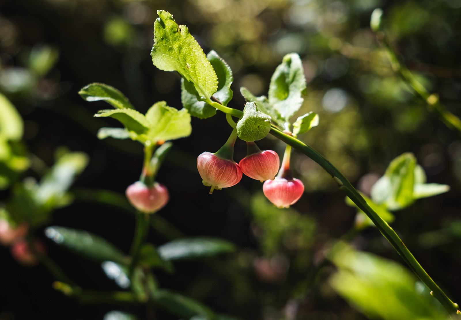 Red domed flowers