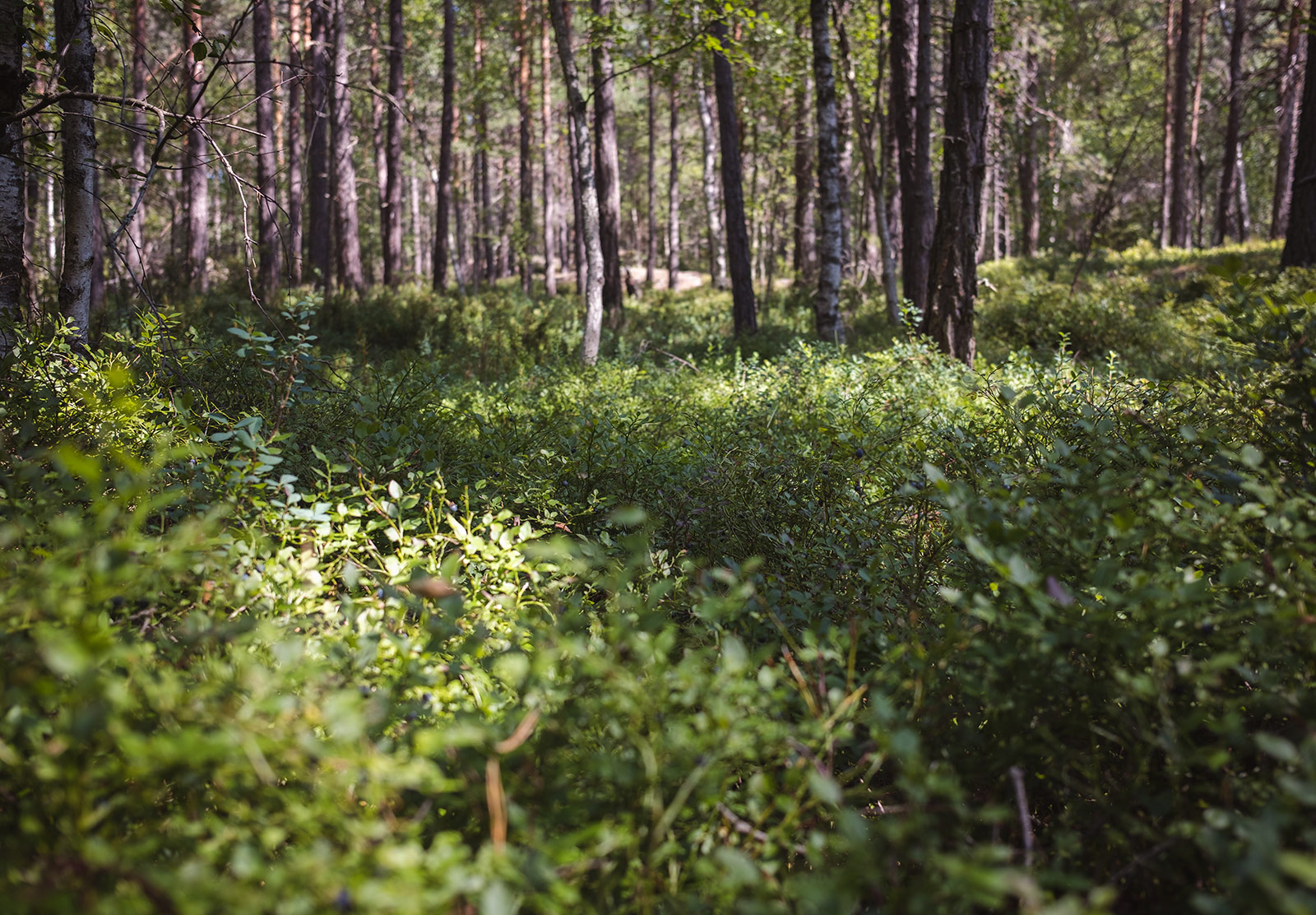 Green leaves