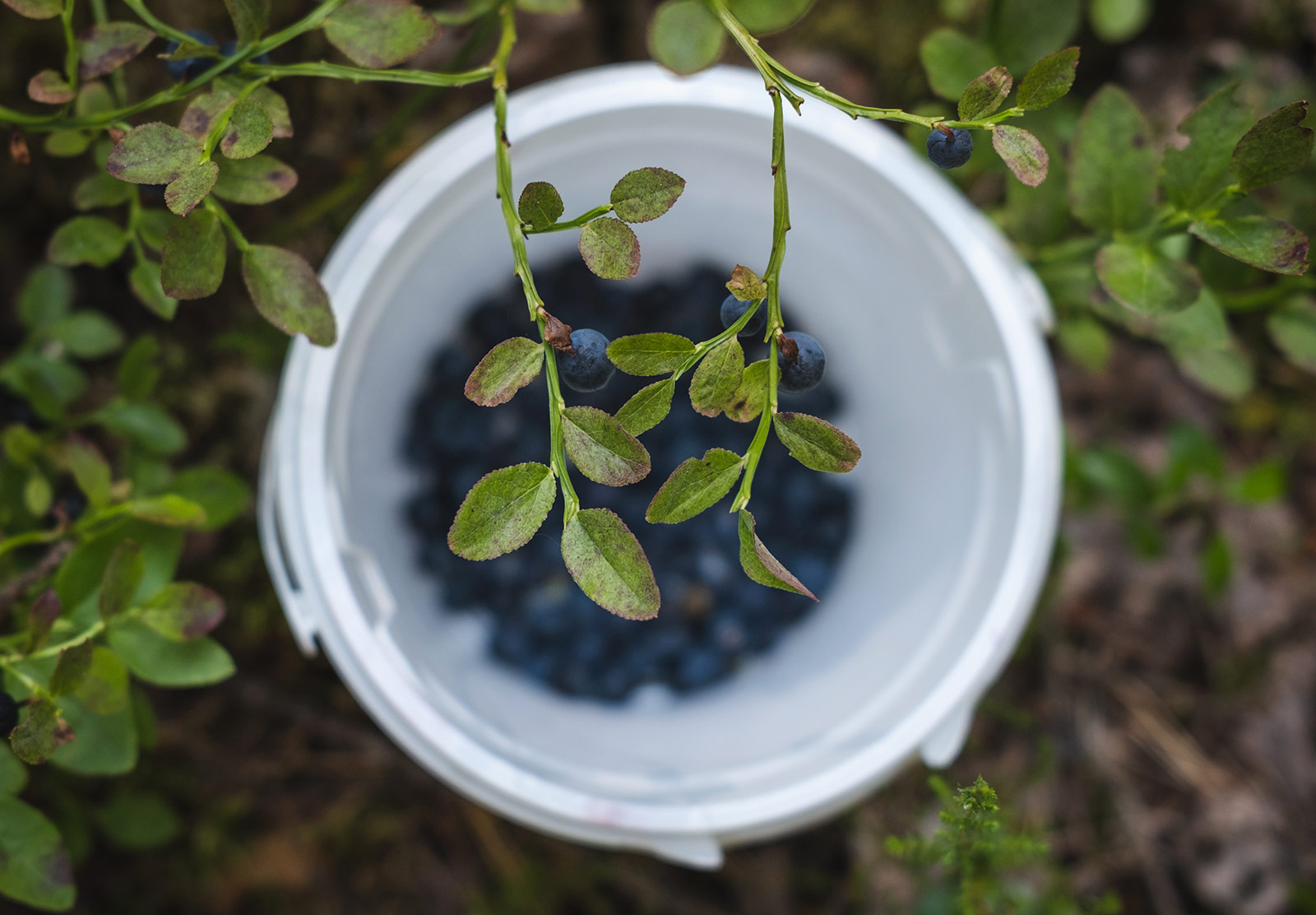 Closeup of leaves and berries