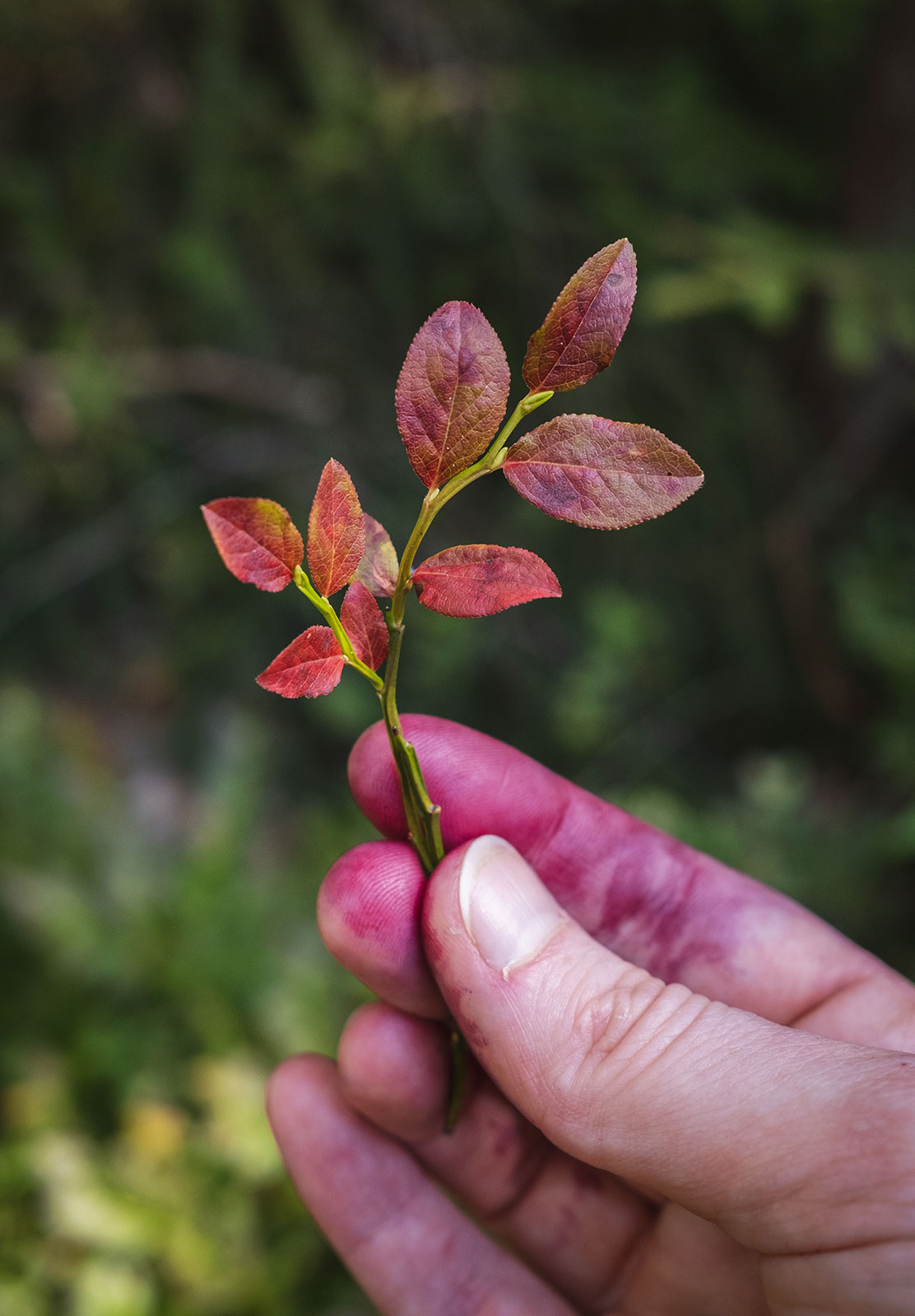 Red leaves in hand