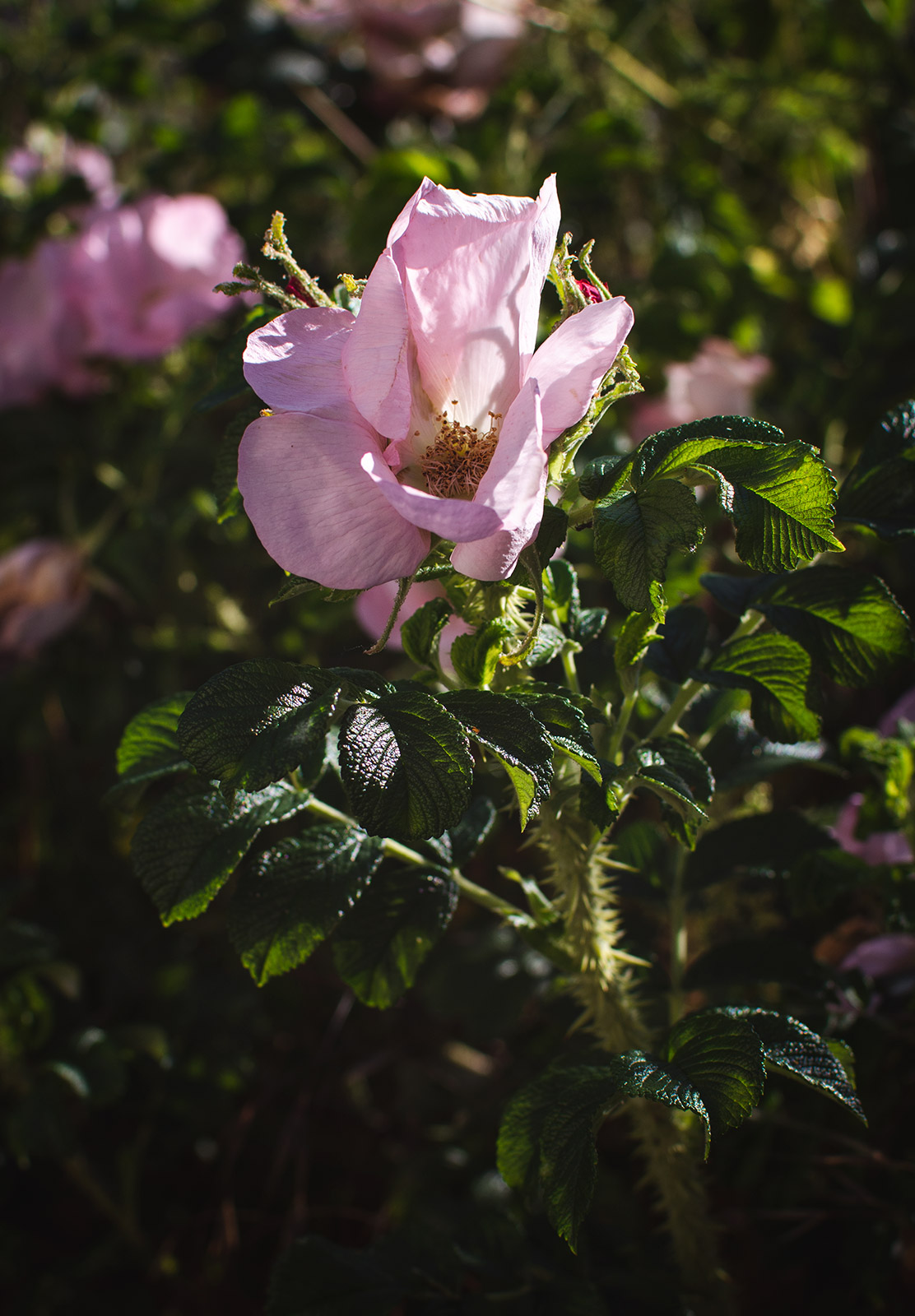 Pink rose petals