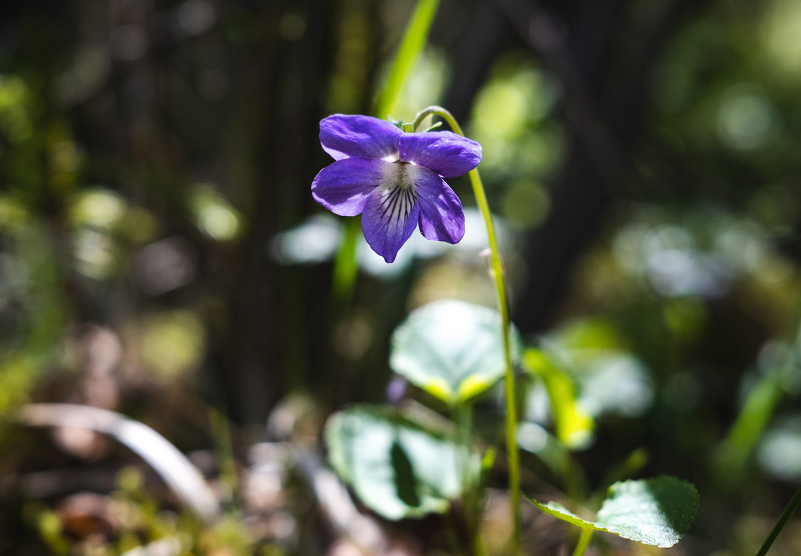 Purple flower in the sun