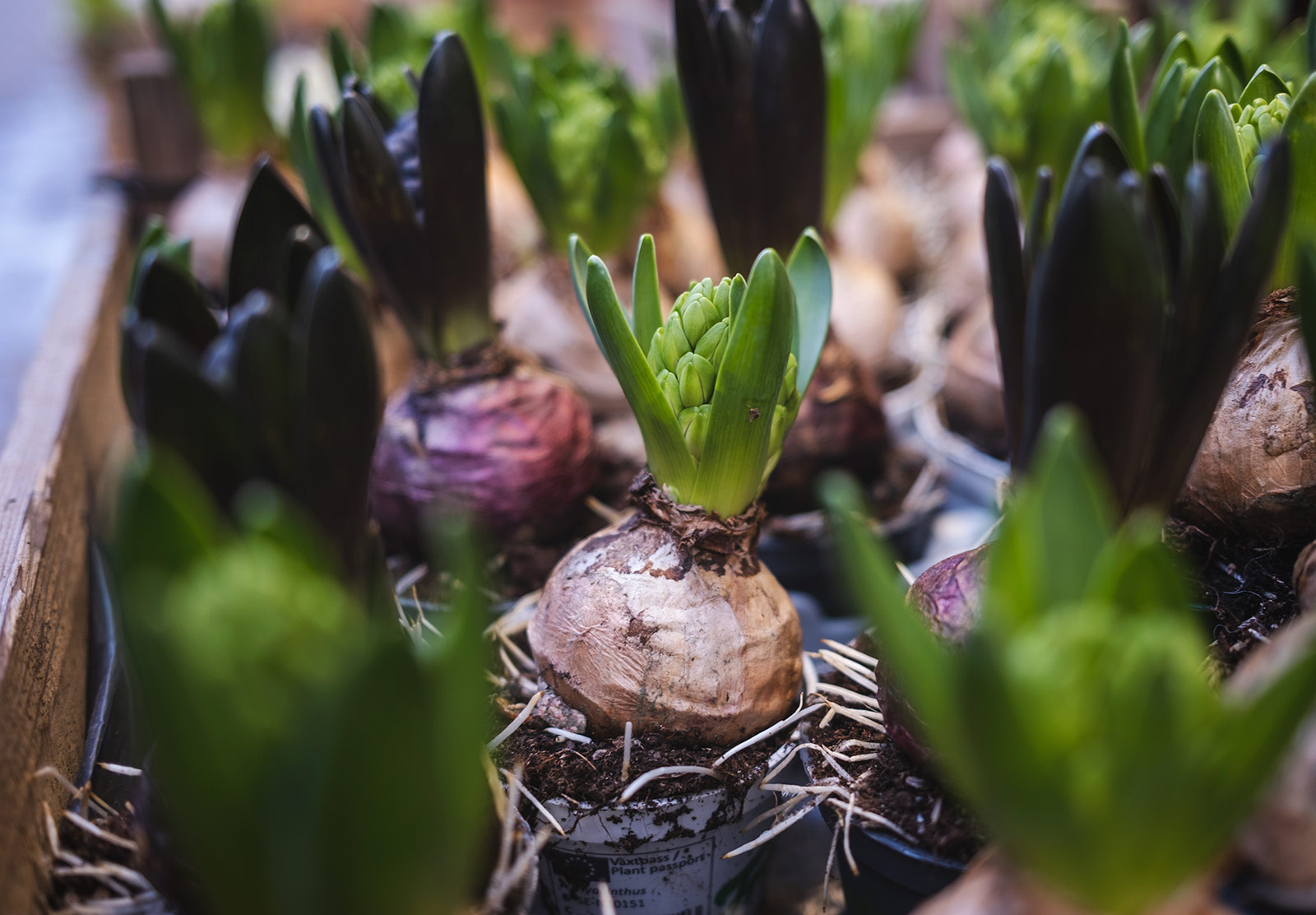 Tray of hyacinth bulbs