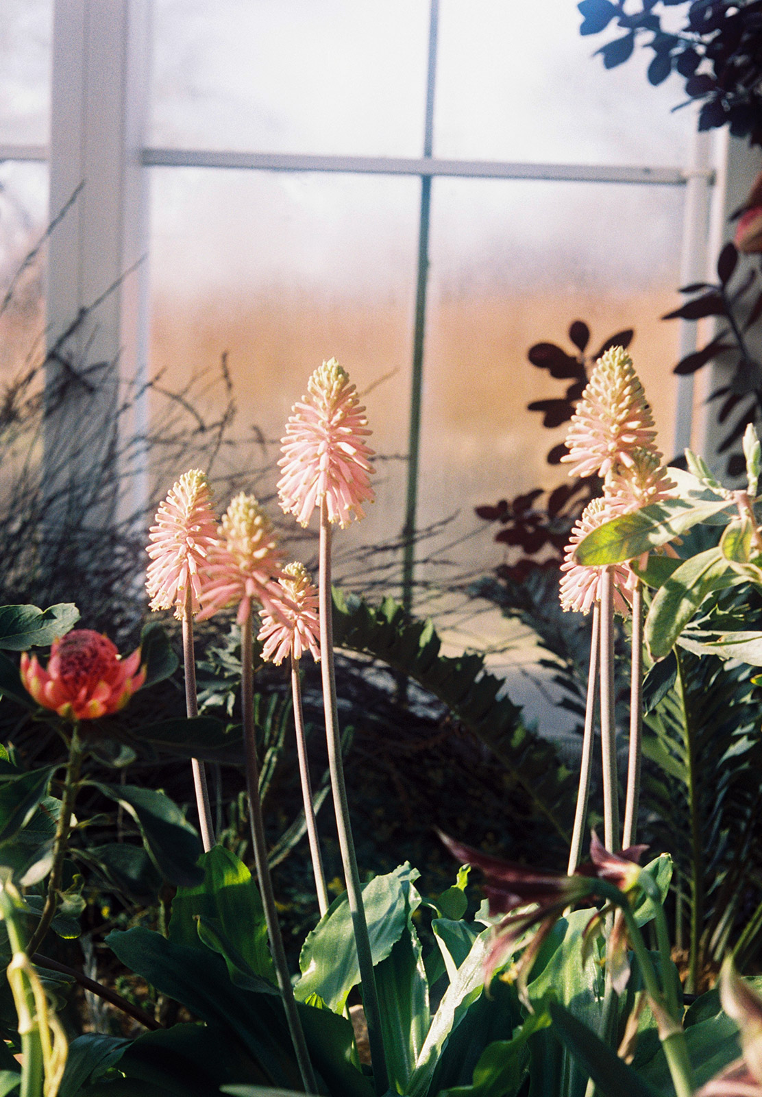 Tall pink flowers
