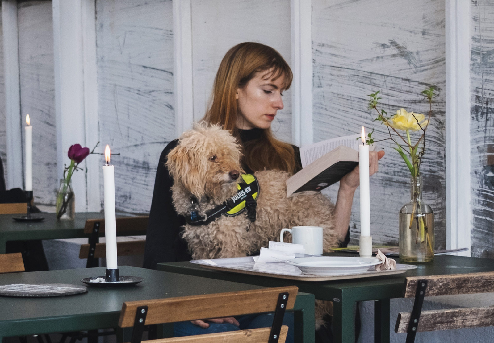 Dog sat on owners lap at a table