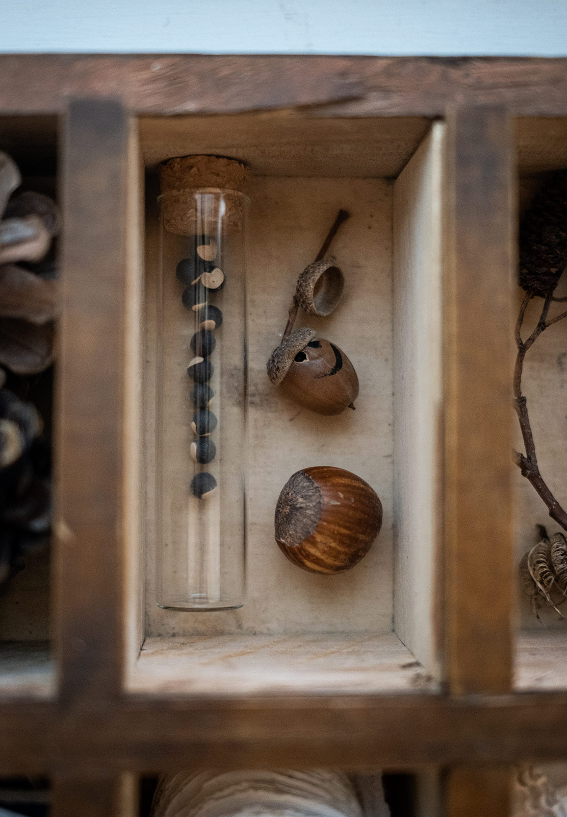 Acorn and nut