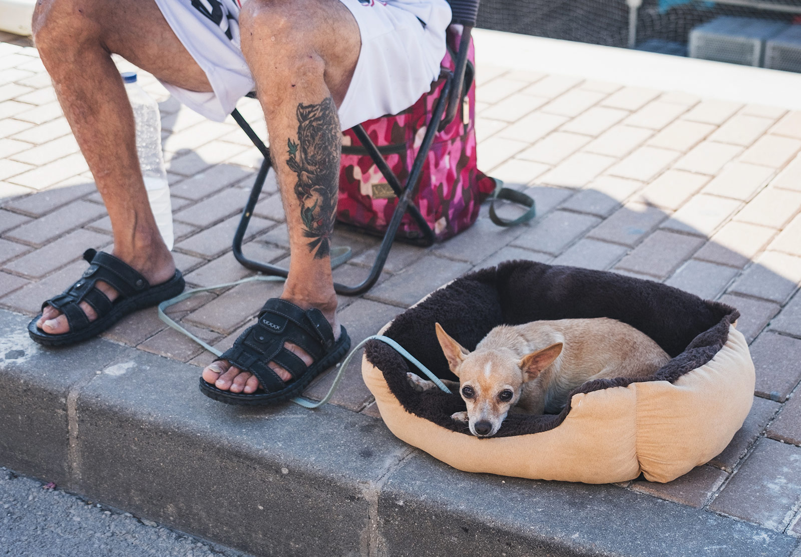 Dog sat in basket in the shade
