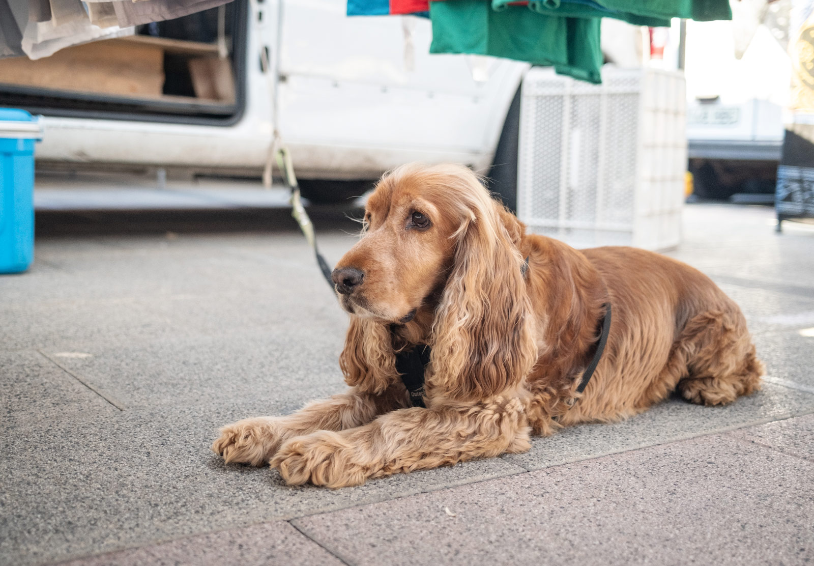 Dog sitting under market stall