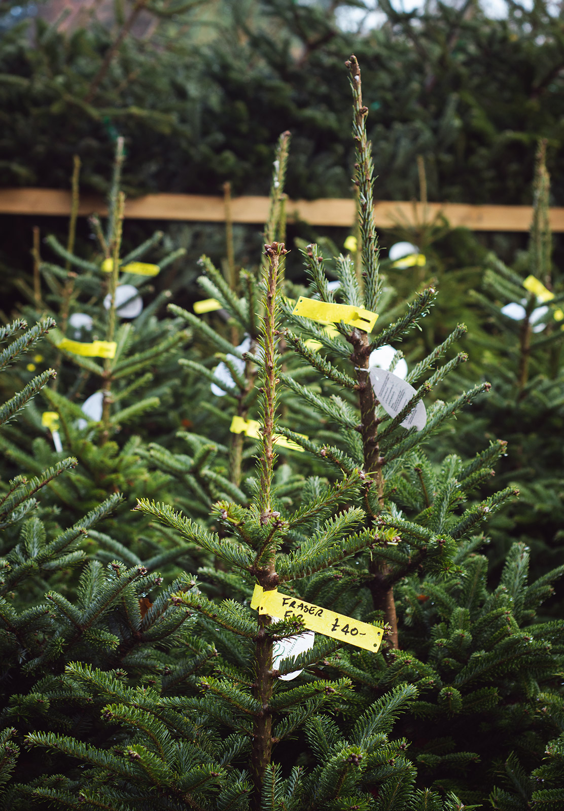 Christmas tree tips