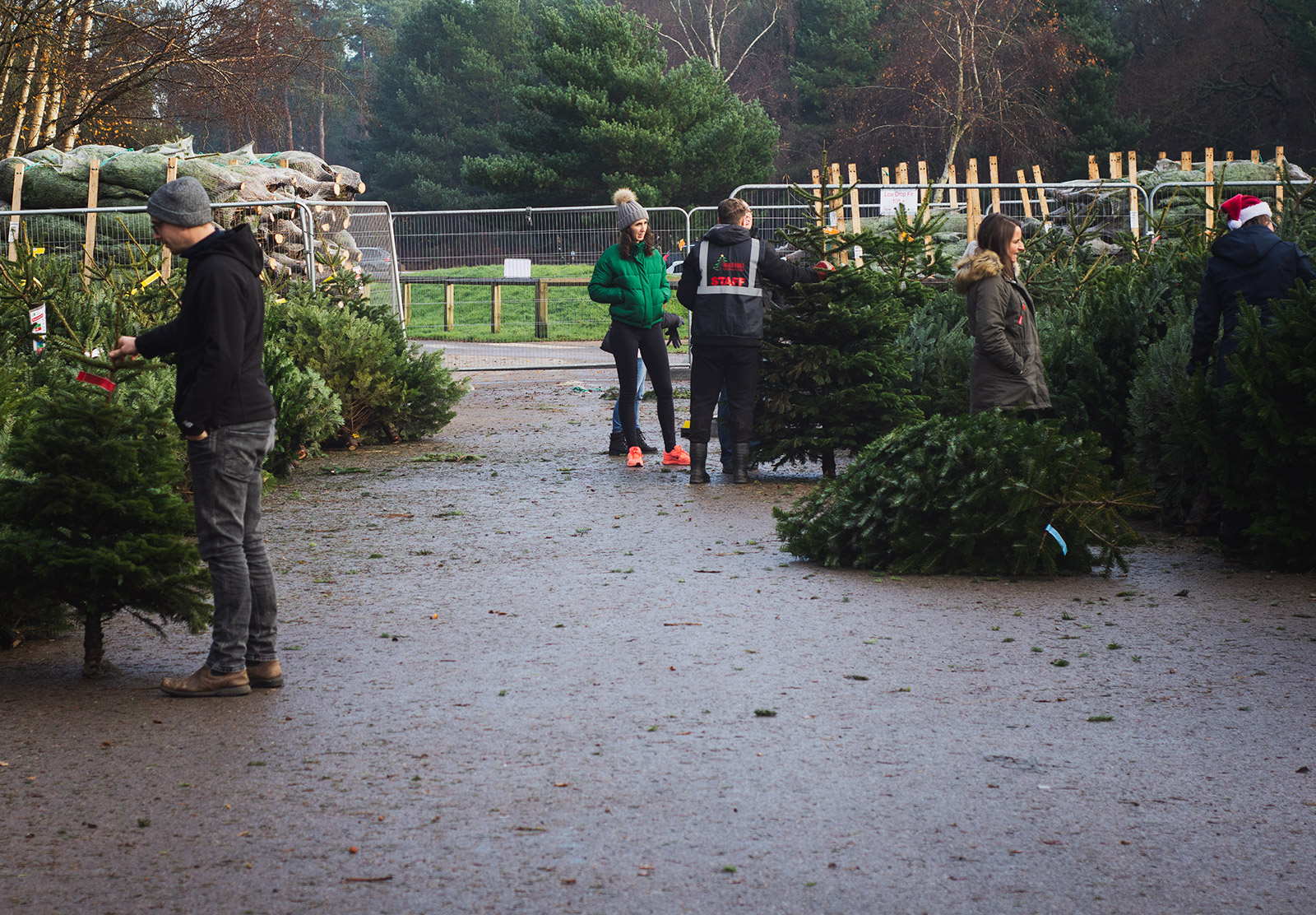 Rows of Christmas trees