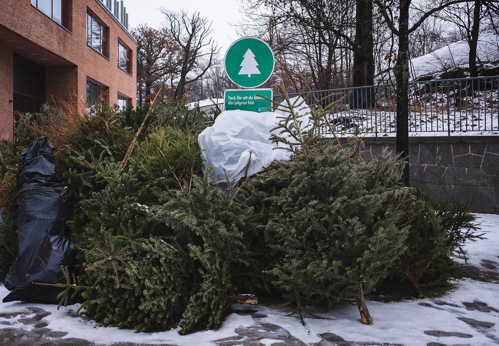 Pile of Christmas trees