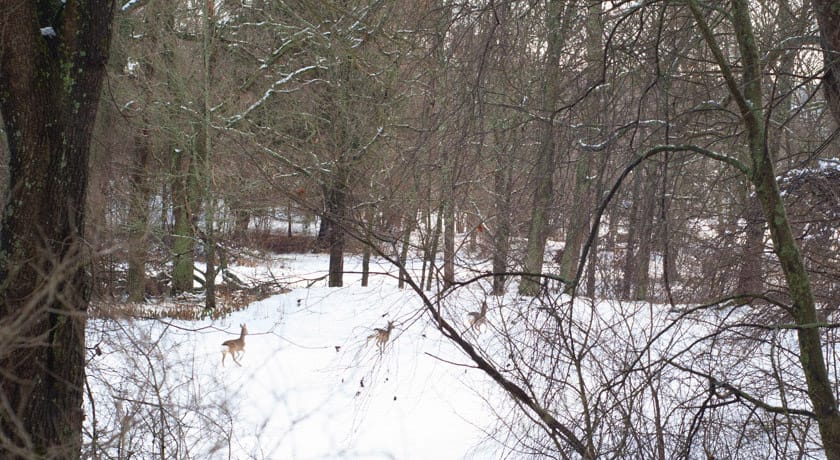 Deer running in snowy woods