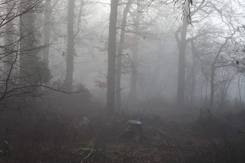Tree silhouettes in fog