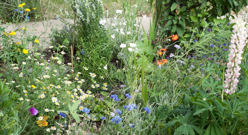 Wildflower garden