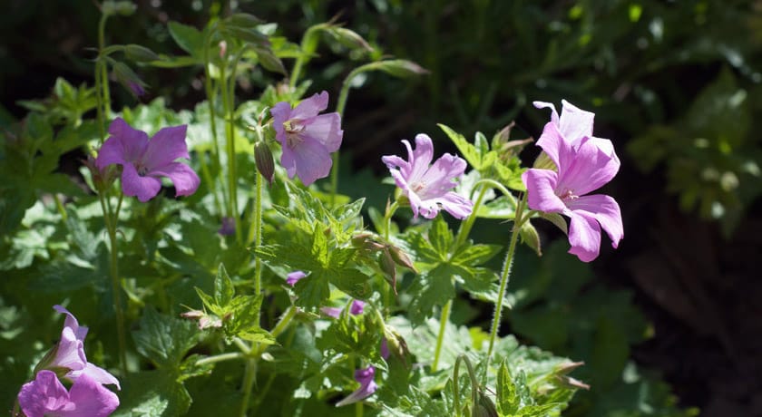 Pink geraniums in sun