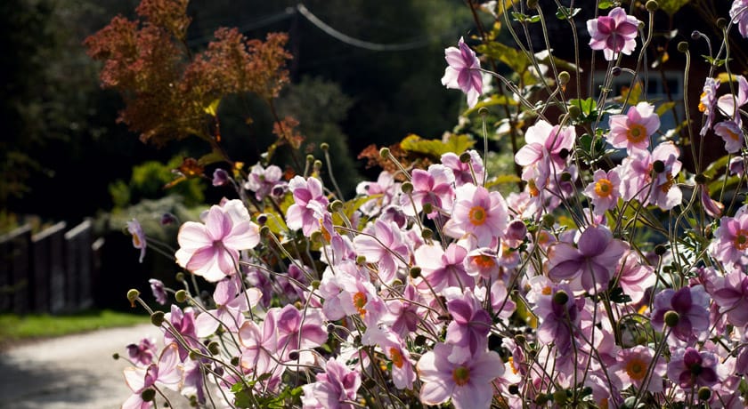 Tall pink Japanese Anemone