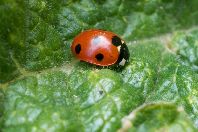 Ladybird on leaf