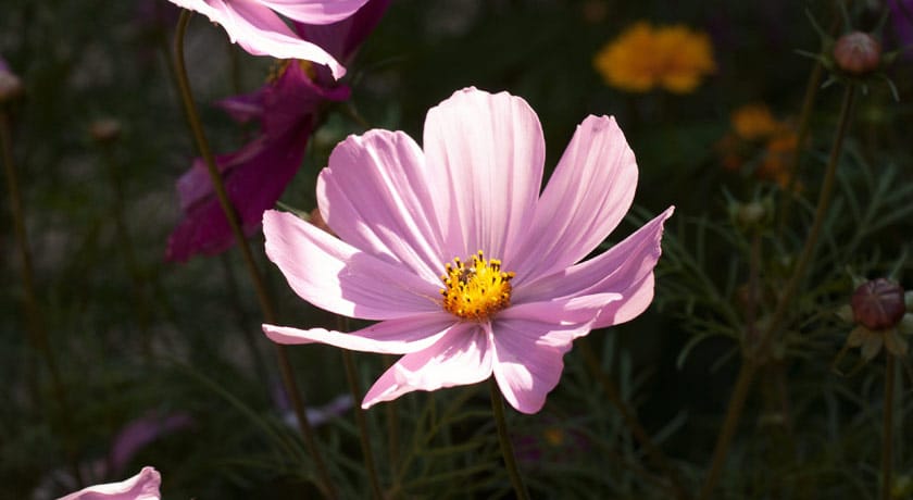 Cosmos in the sun