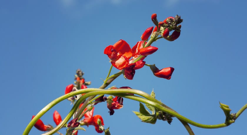 Runner bean flowers against sky