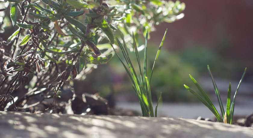 Garden in the sun