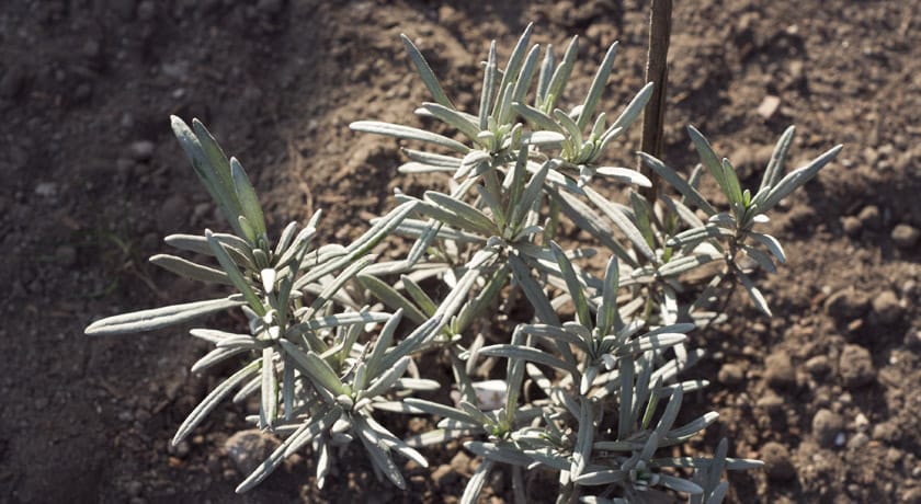 English lavender in the sun