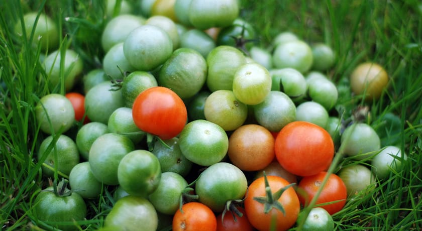 Green and red tomato harvest